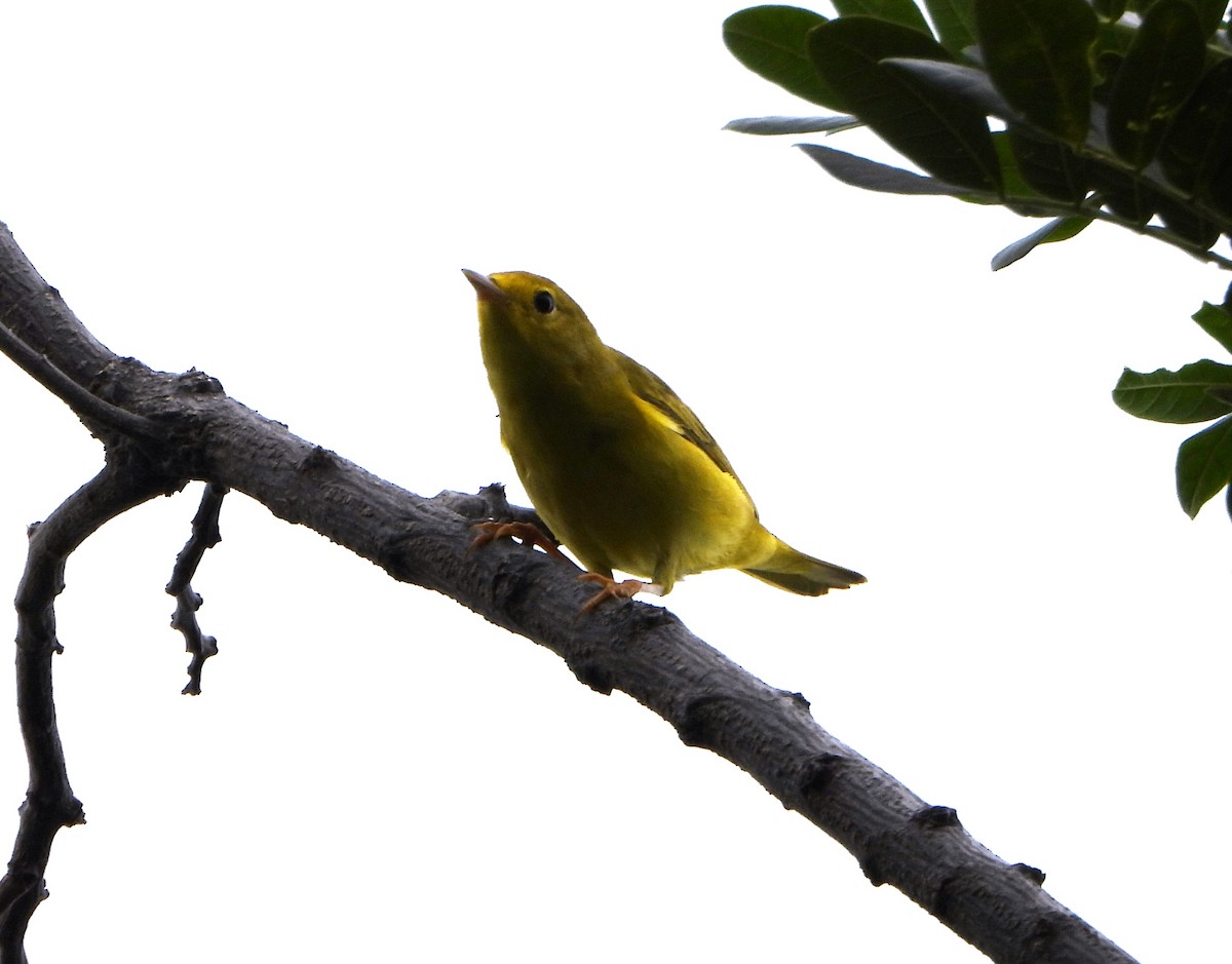 lesňáček zlatotemenný - ML646117451