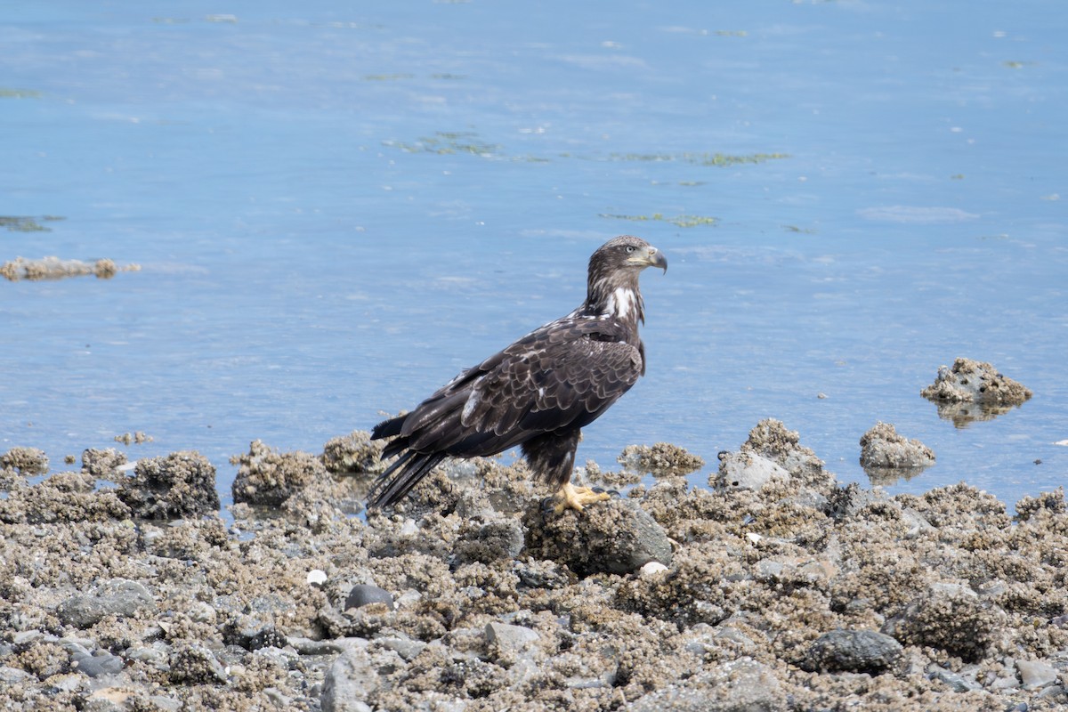 Bald Eagle - ML646117453