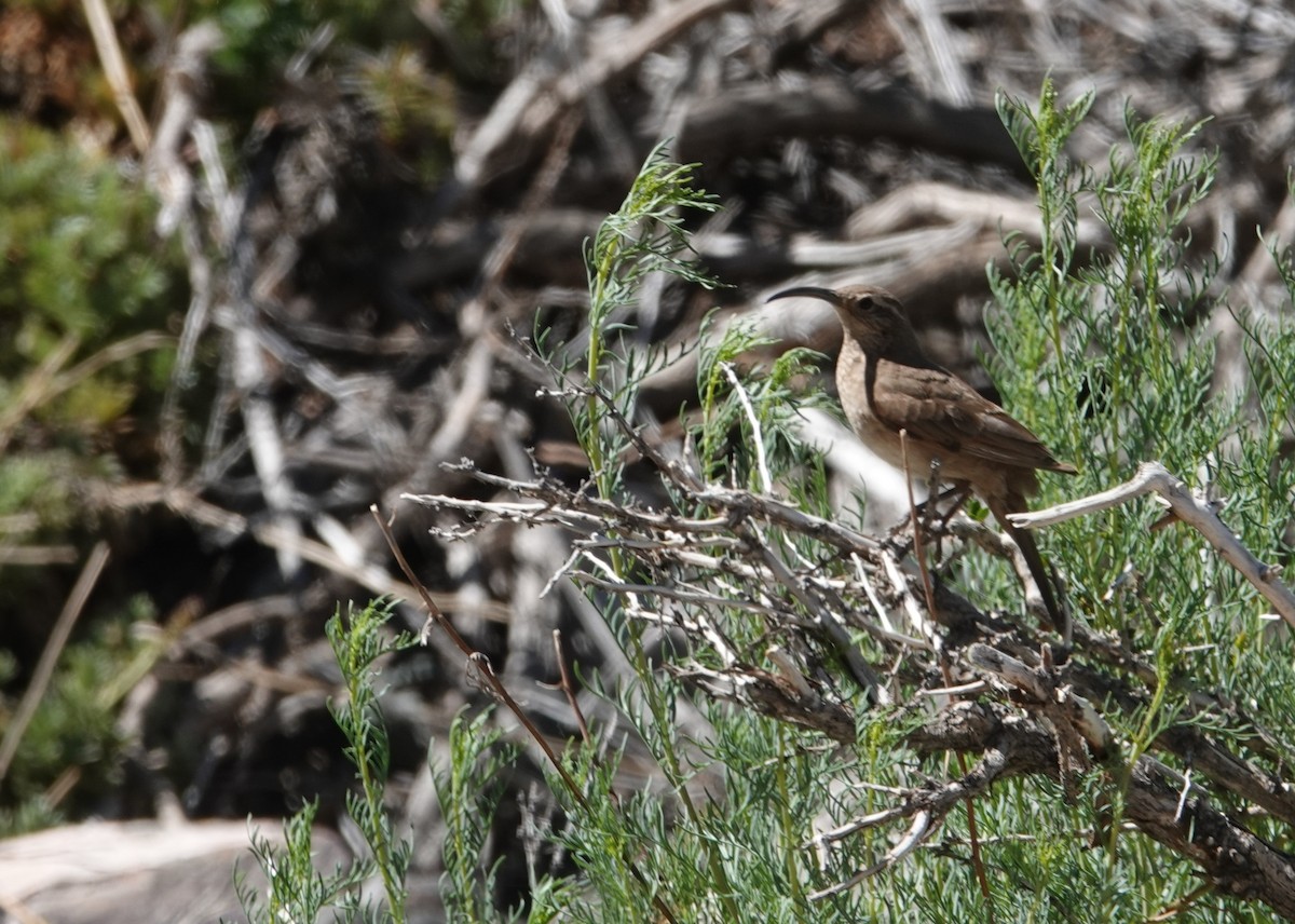 Scale-throated Earthcreeper - ML646117457