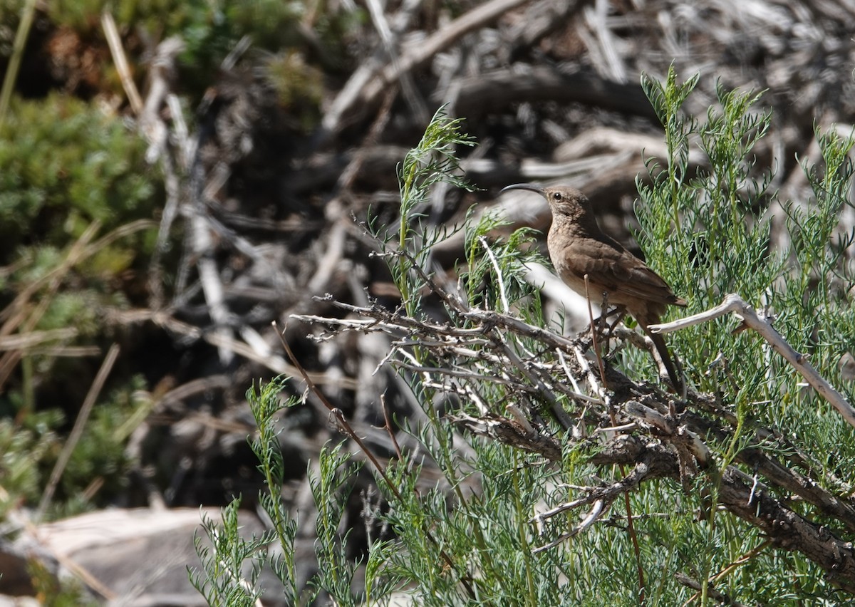 Scale-throated Earthcreeper - ML646117458