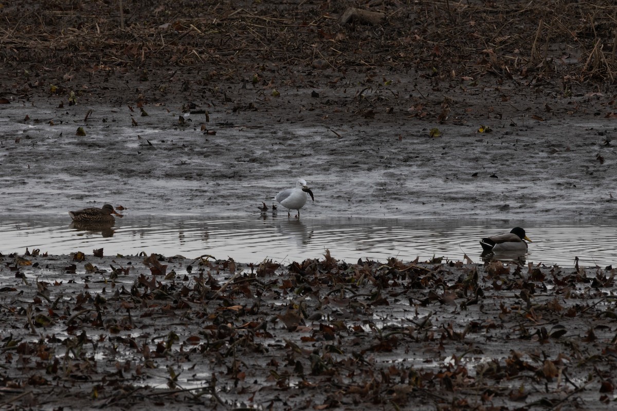 Halkalı Martı - ML646117459