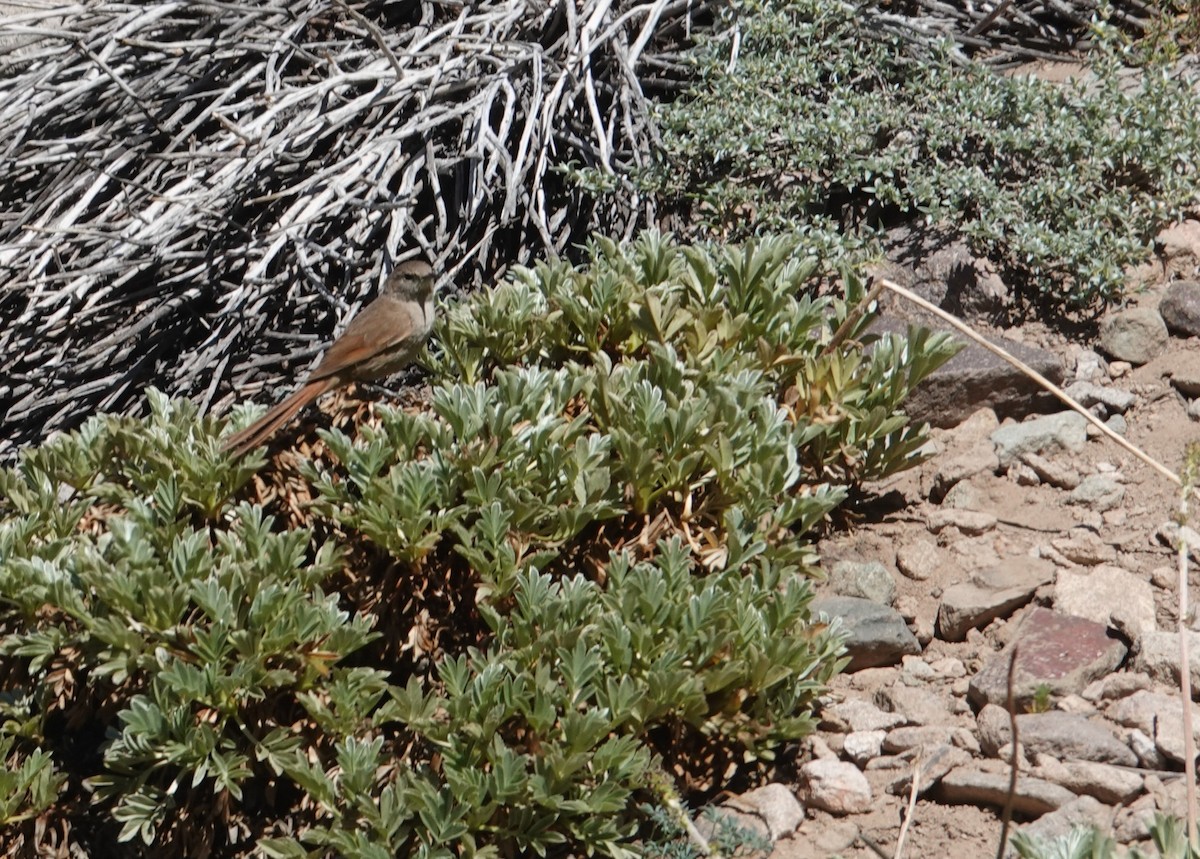 Sharp-billed Canastero - ML646117463