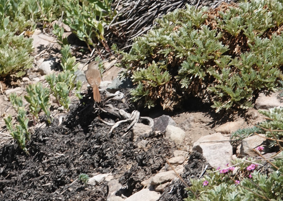 Sharp-billed Canastero - ML646117464