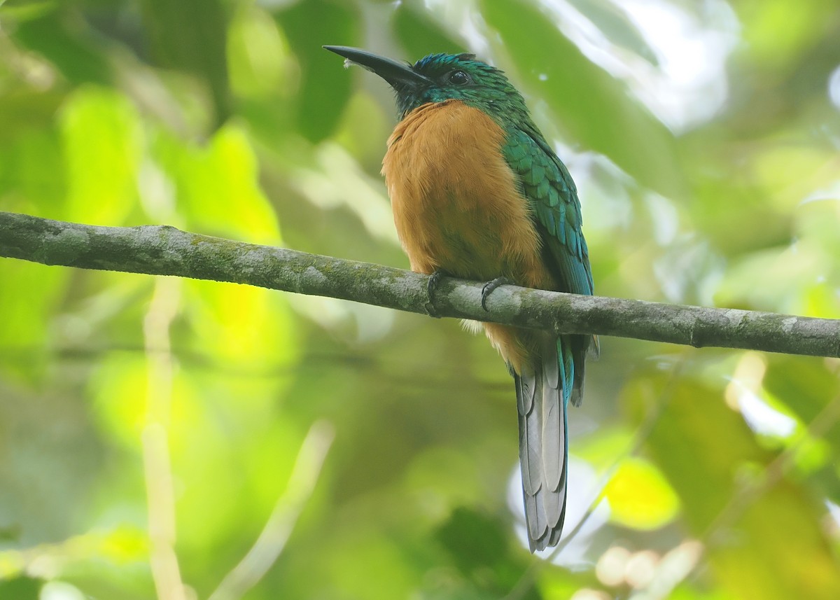 Great Jacamar - ML646117466