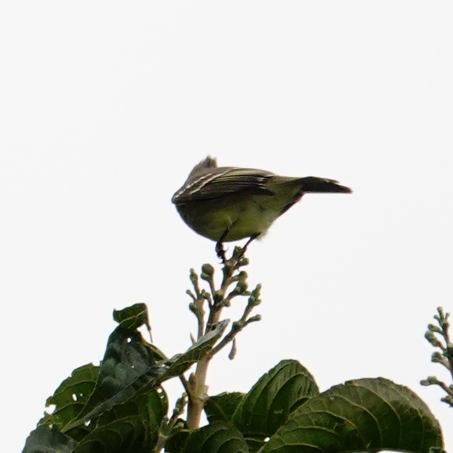 Желтобрюхая эления - ML646117468