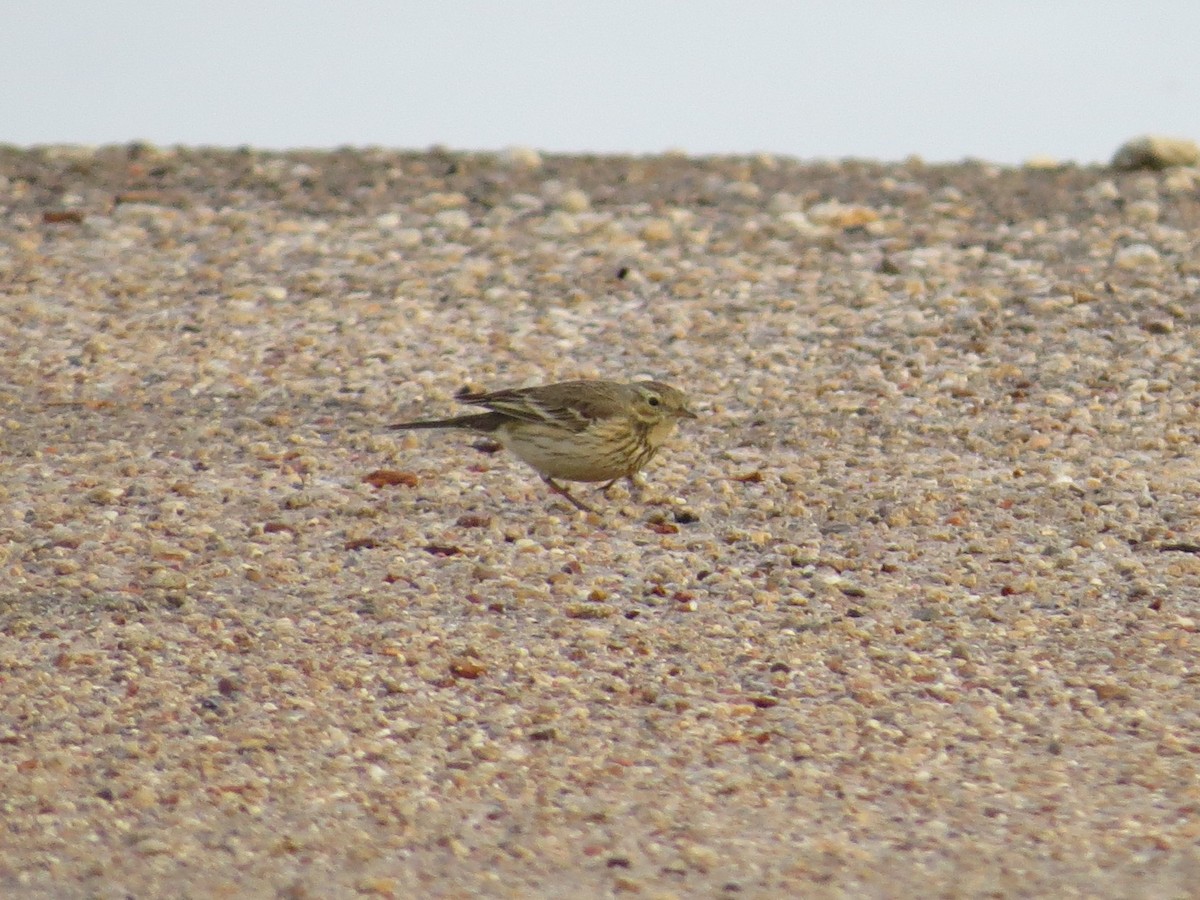 Spioncello del Pacifico - ML646117471