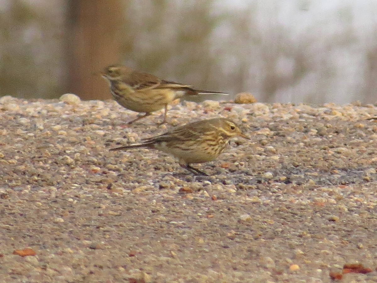 Spioncello del Pacifico - ML646117472