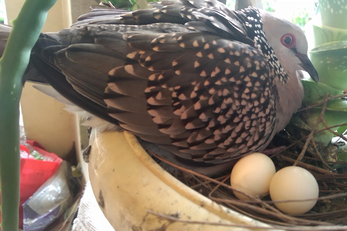 Spotted Dove - ML646117477