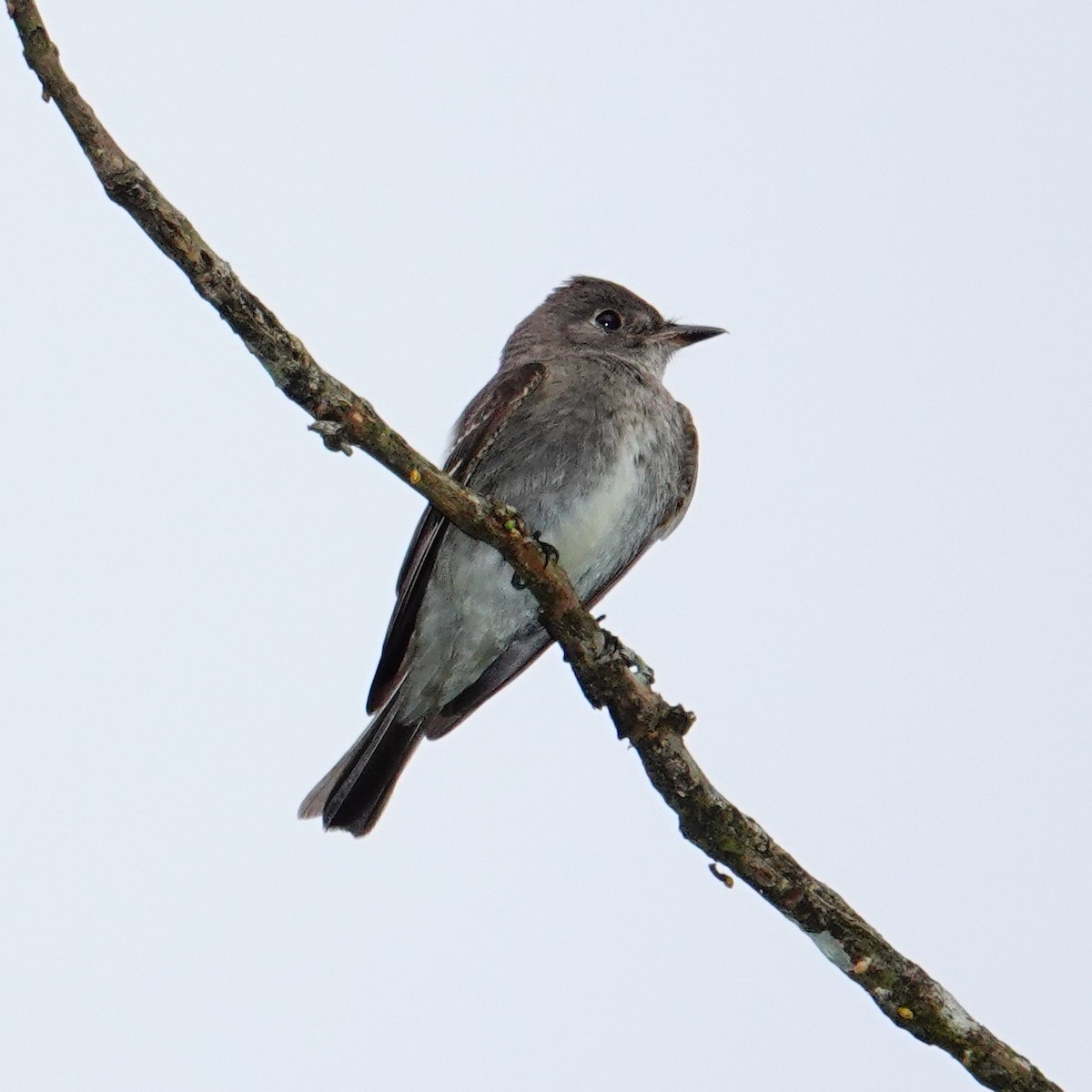 Western Wood-Pewee - ML646117482