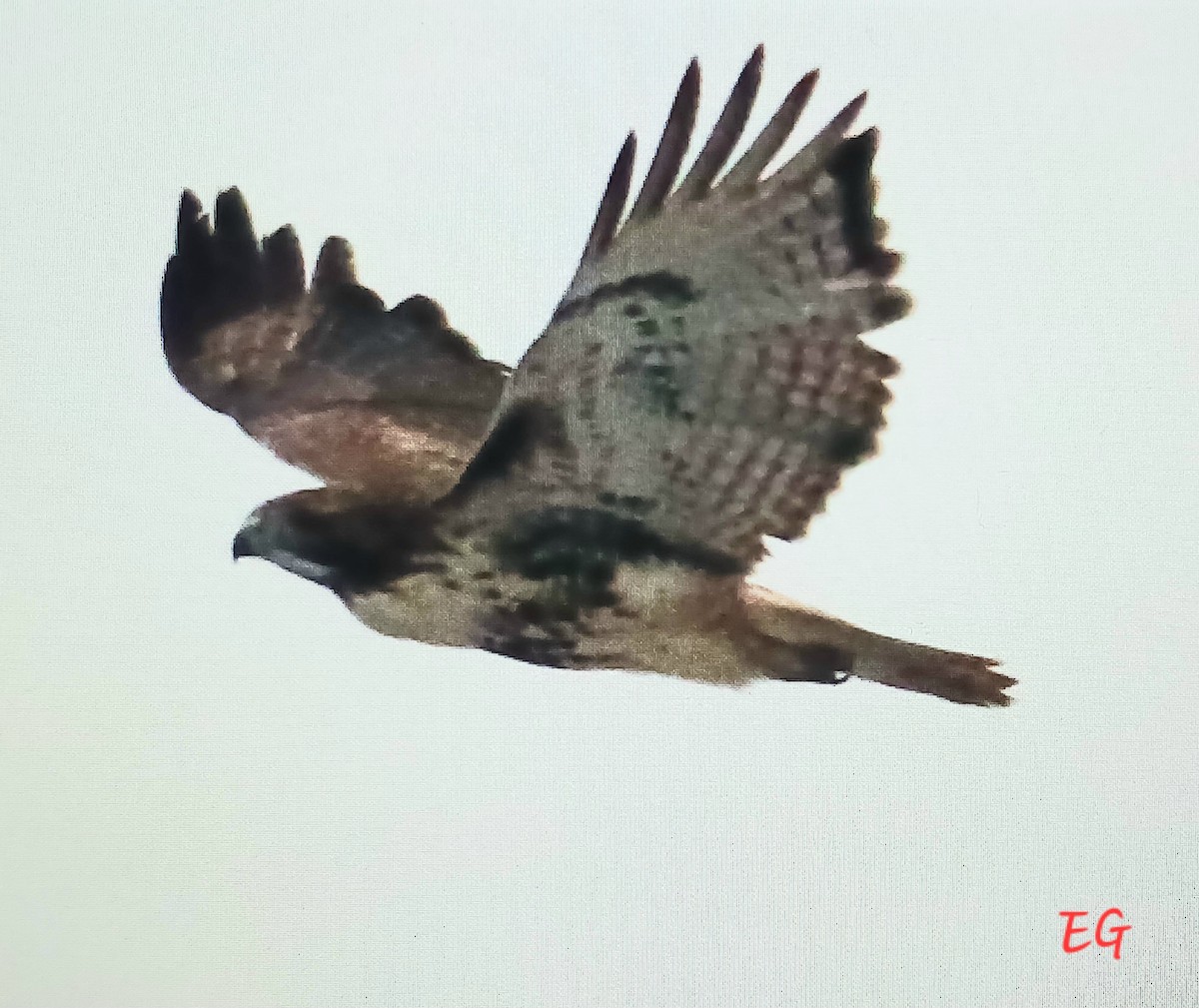 Red-tailed Hawk - ML646117488