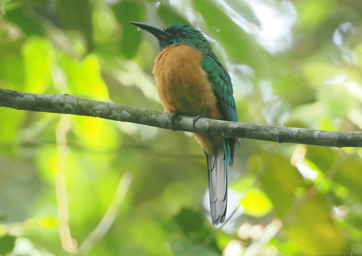 Great Jacamar - ML646117490