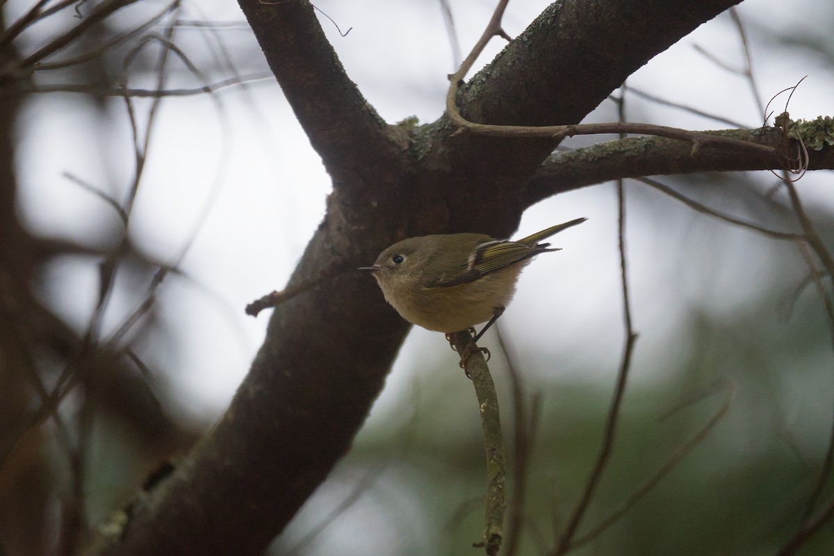 Золотомушка рубіновочуба - ML646117494