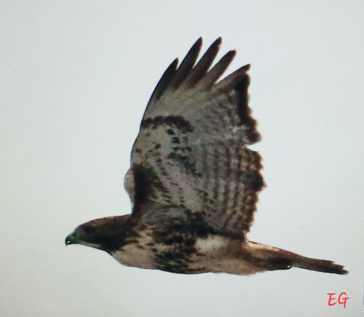 Red-tailed Hawk - ML646117496
