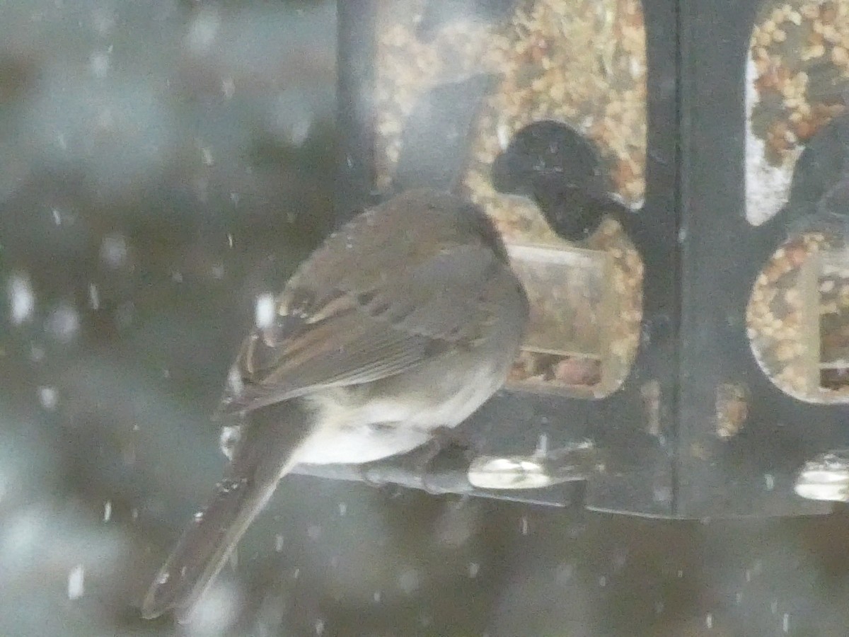 Dark-eyed Junco - ML646117497
