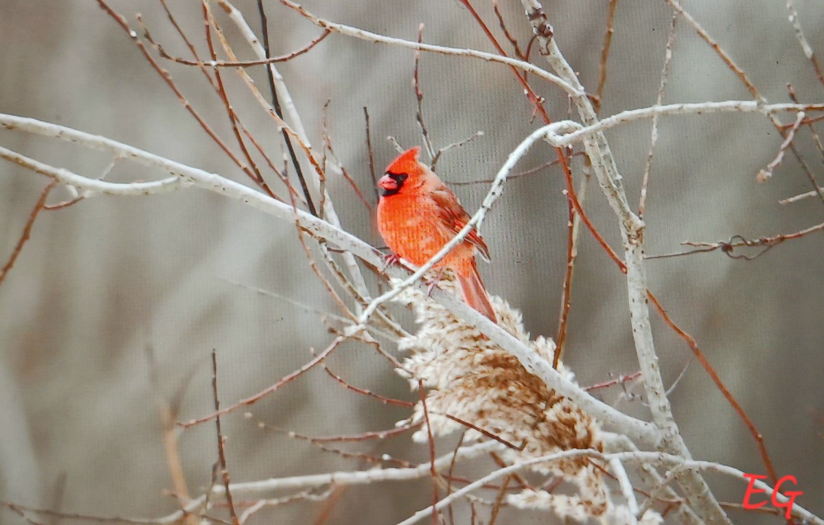 Northern Cardinal - ML646117518