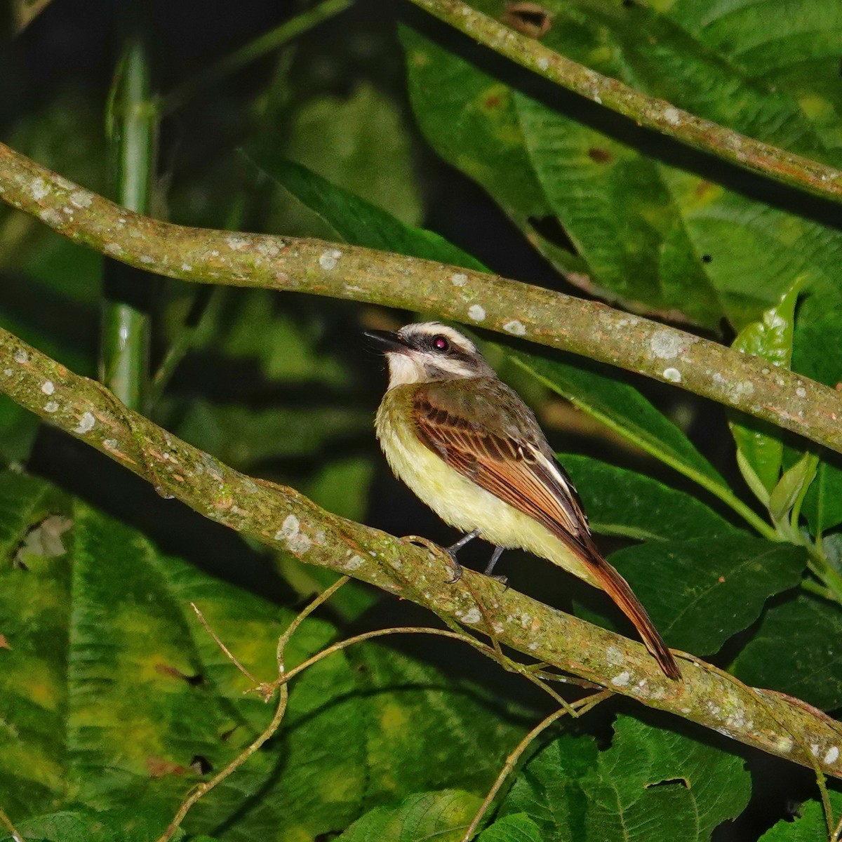 Golden-bellied Flycatcher - ML646117520