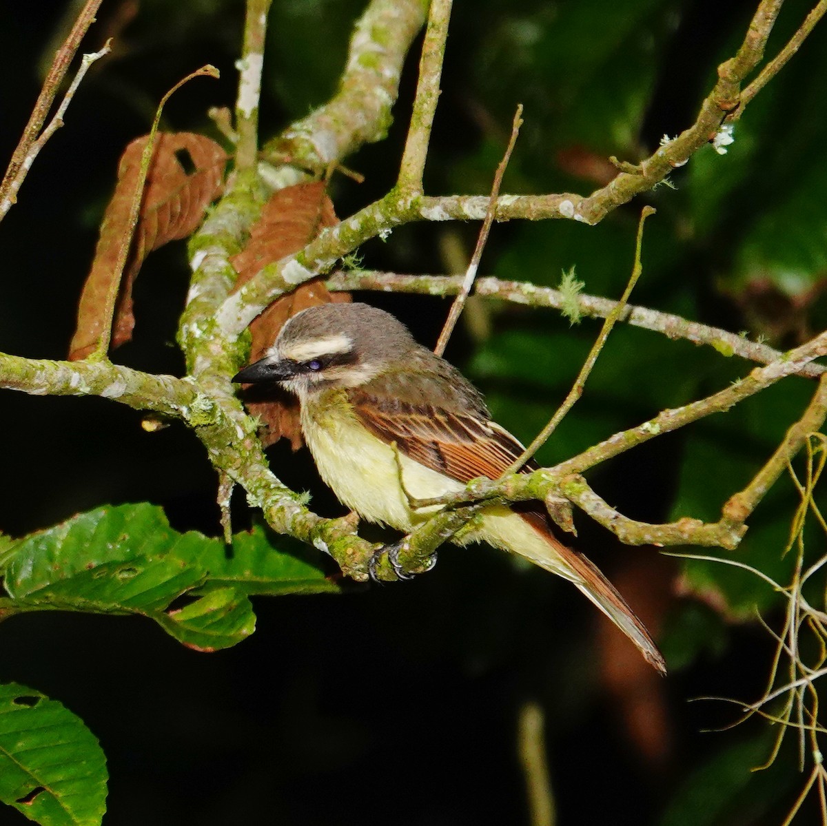 Golden-bellied Flycatcher - ML646117521