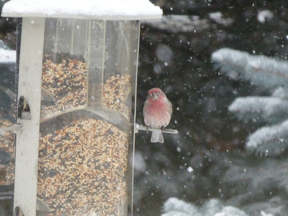 Hausgimpel - ML646117522