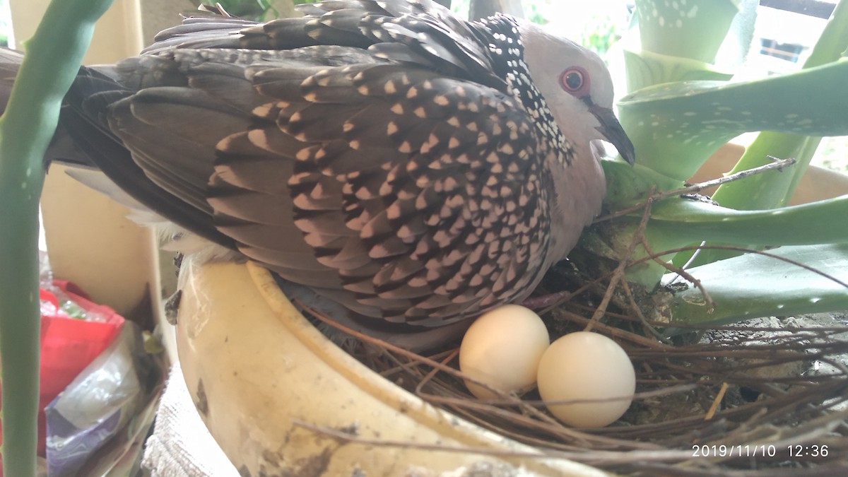 Spotted Dove - ML646117524