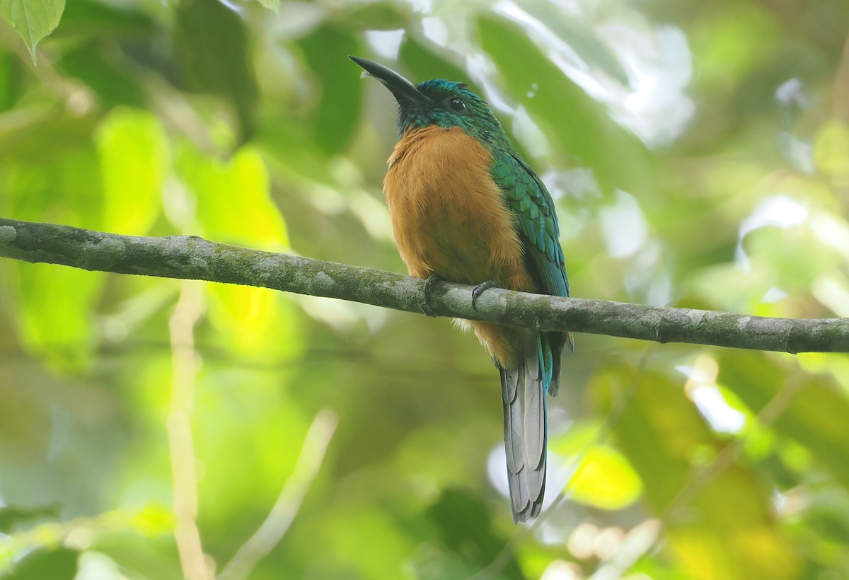 Great Jacamar - ML646117530