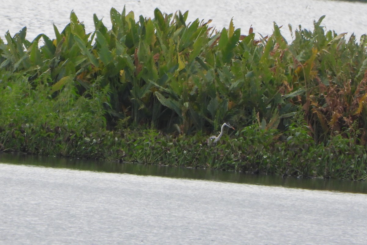 Tricolored Heron - ML646117532