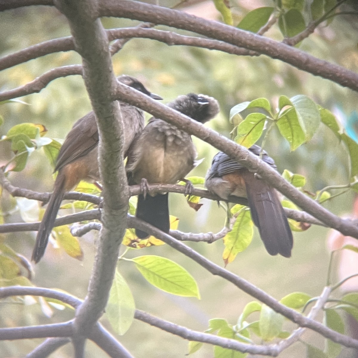 Masked Laughingthrush - ML646117533