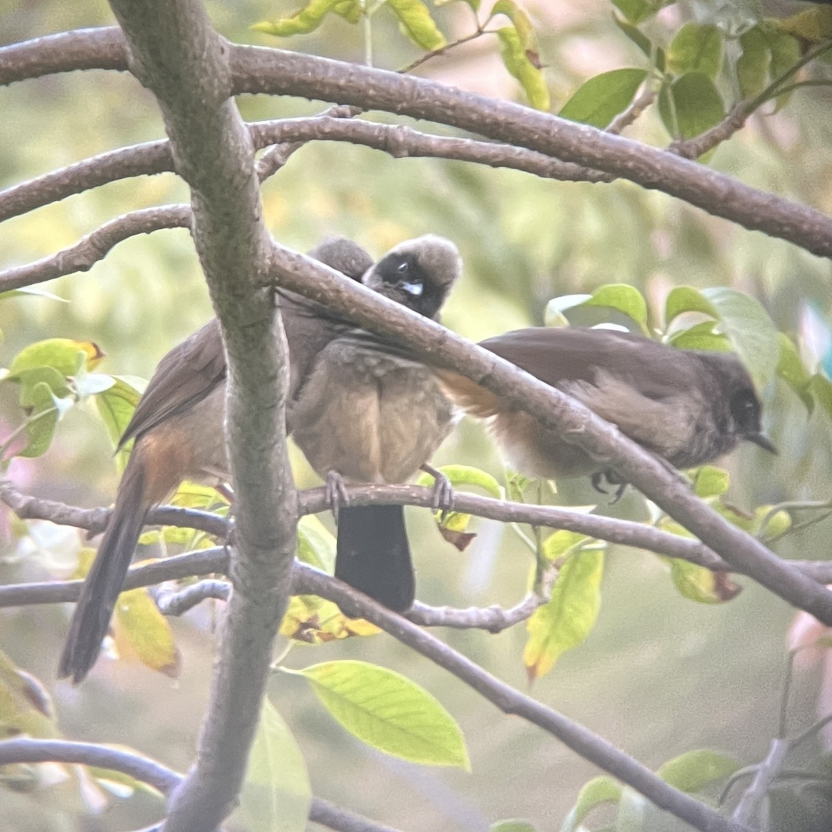Masked Laughingthrush - ML646117534