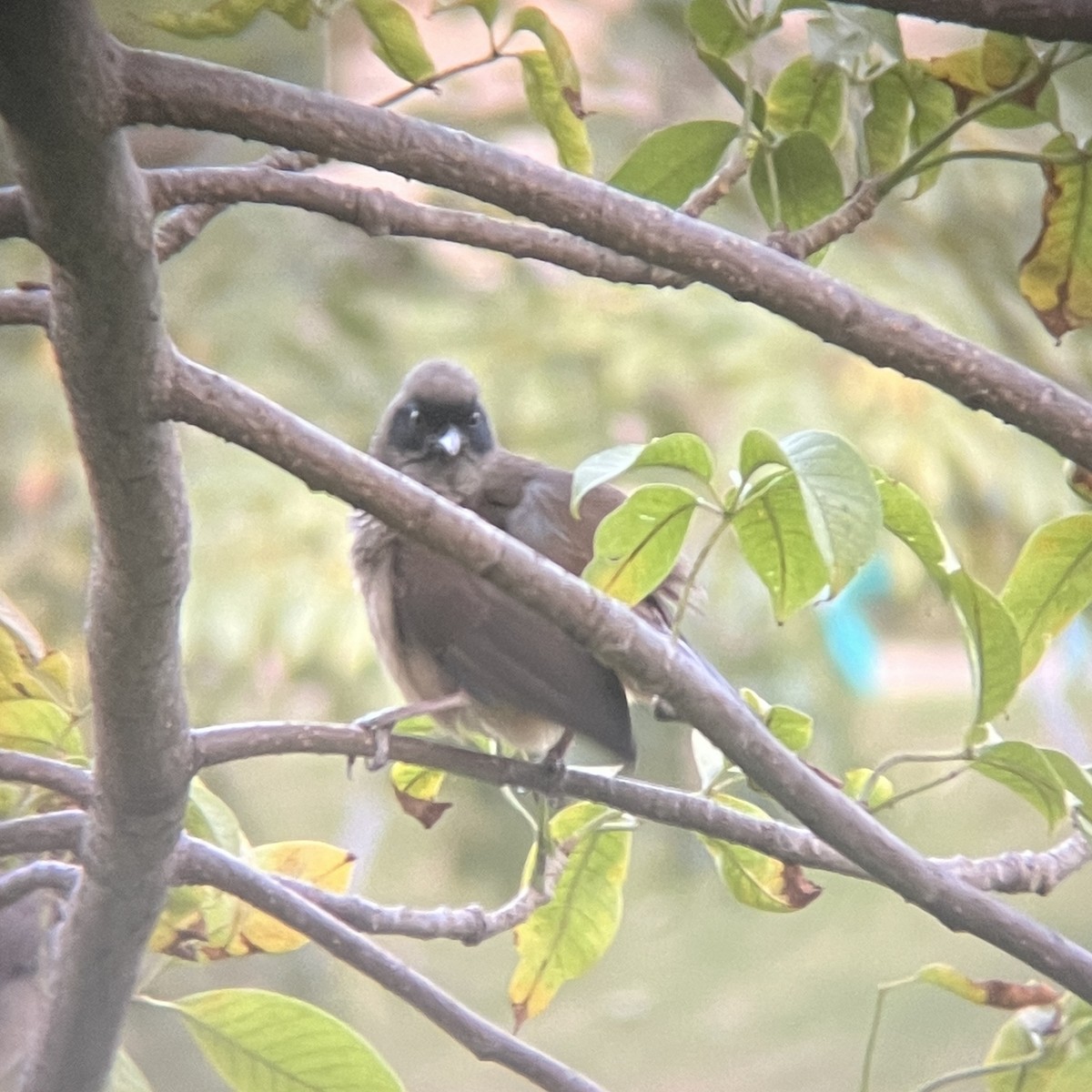 Masked Laughingthrush - ML646117535