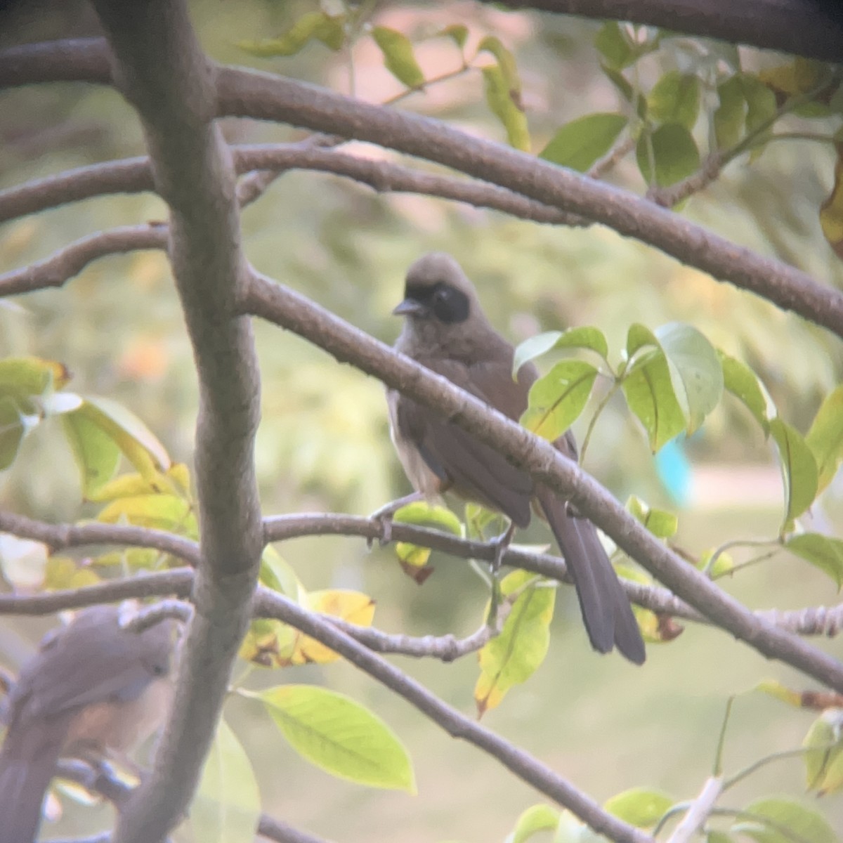 Masked Laughingthrush - ML646117536
