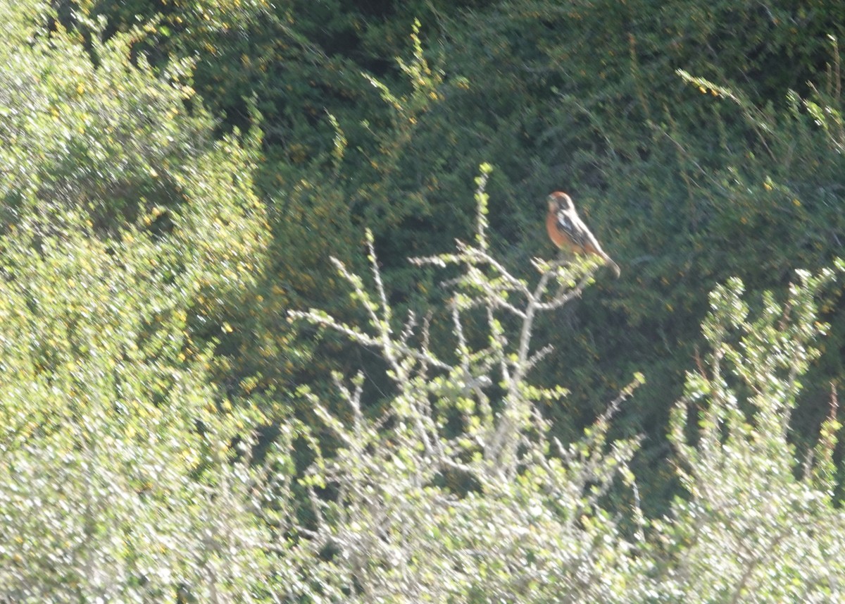 Rufous-tailed Plantcutter - ML646117537