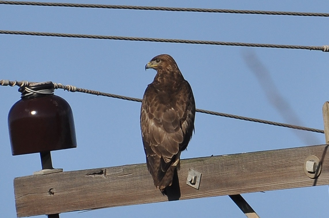 Common Buzzard - ML646117539