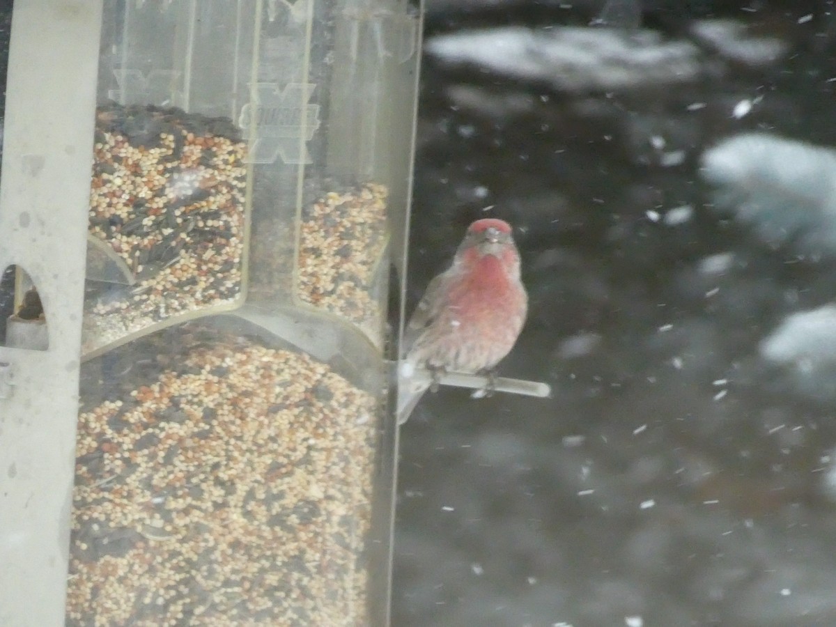 House Finch - ML646117541