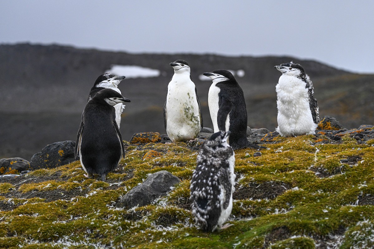 Chinstrap Penguin - ML646117542