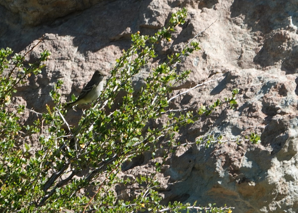 White-crested Elaenia - ML646117543