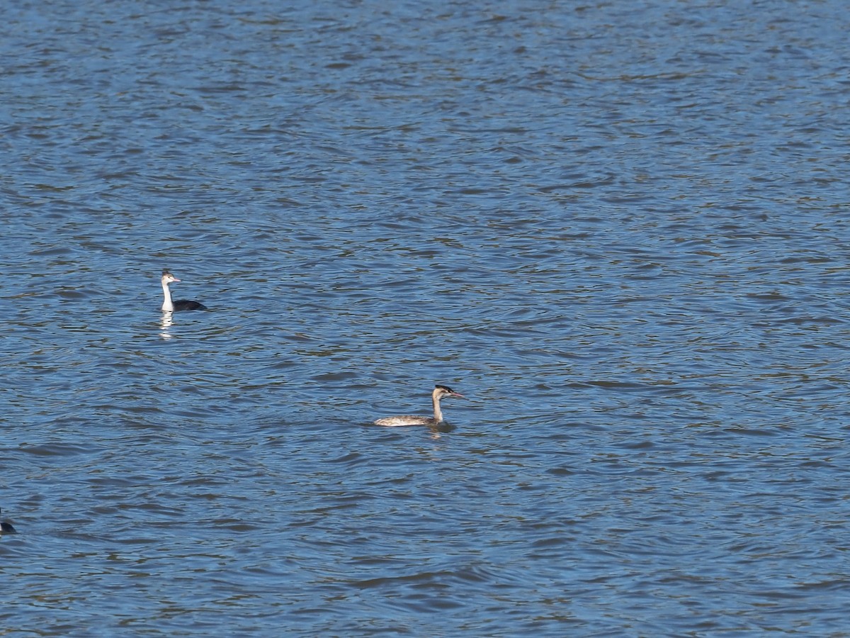 Great Crested Grebe - ML646117547