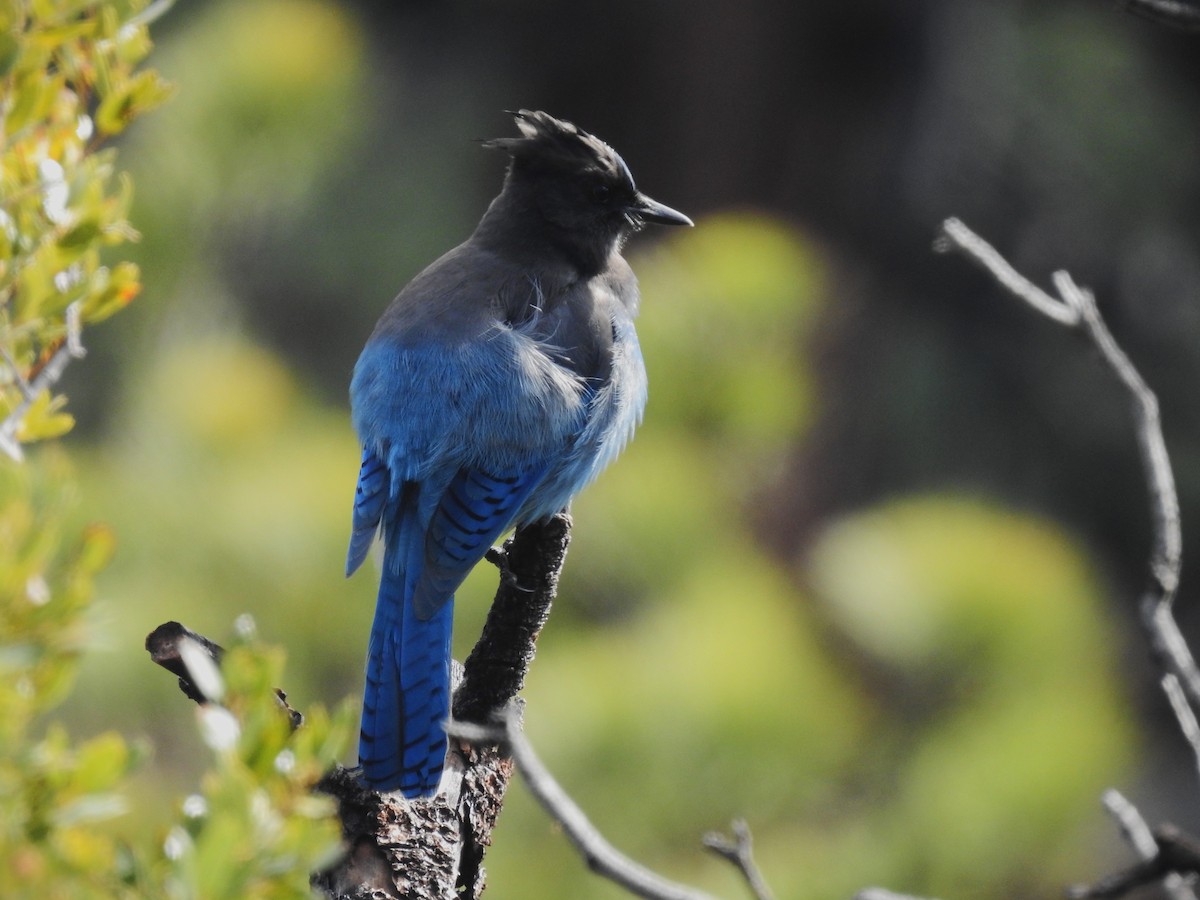 Steller's Jay - ML646117548