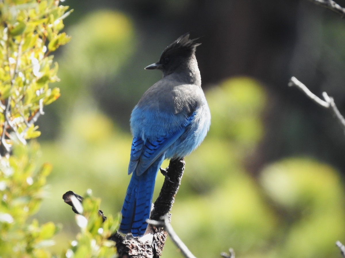 Steller's Jay - ML646117549