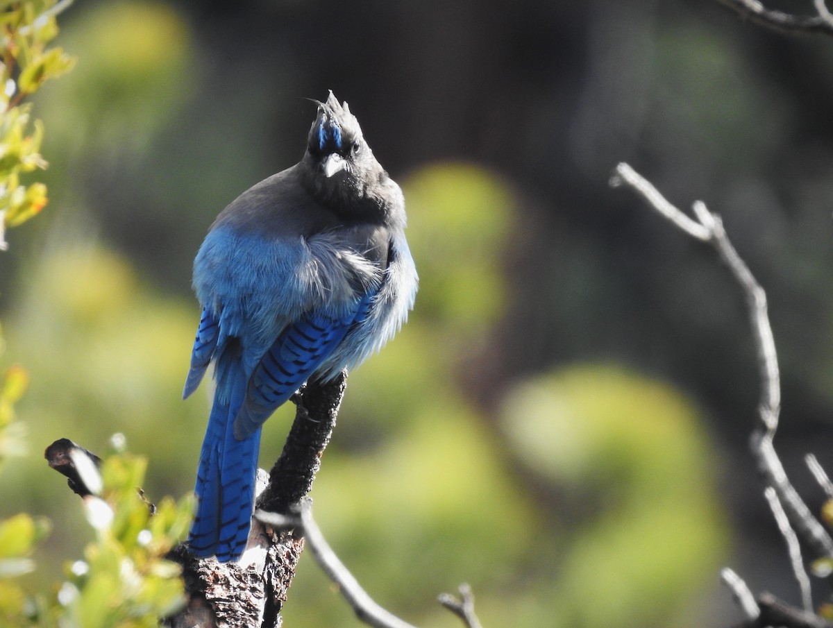 Steller's Jay - ML646117550