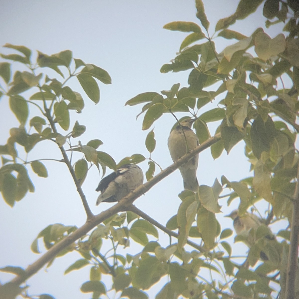 Black-collared Starling - ML646117551