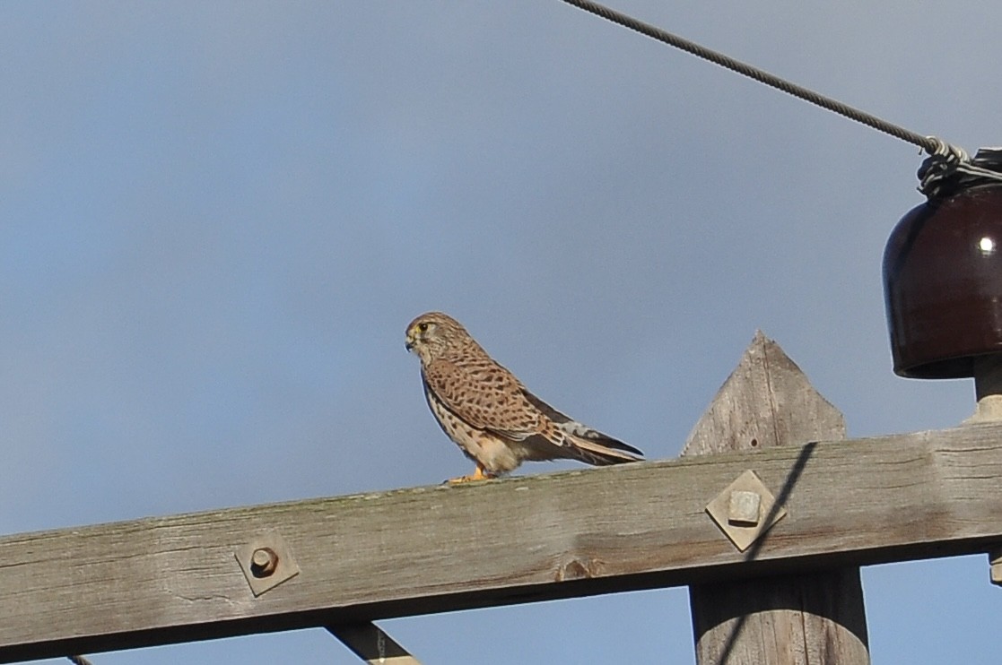 Eurasian Kestrel - ML646117552