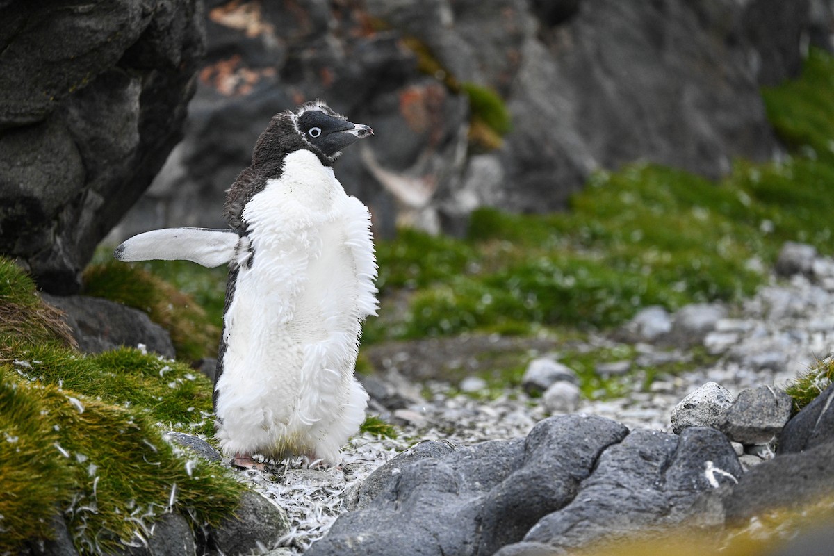Adelie Penguin - ML646117553