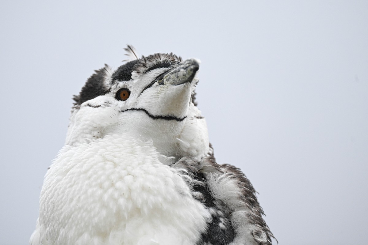 Chinstrap Penguin - ML646117554