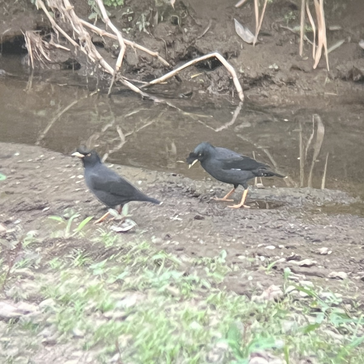 Crested Myna - ML646117555