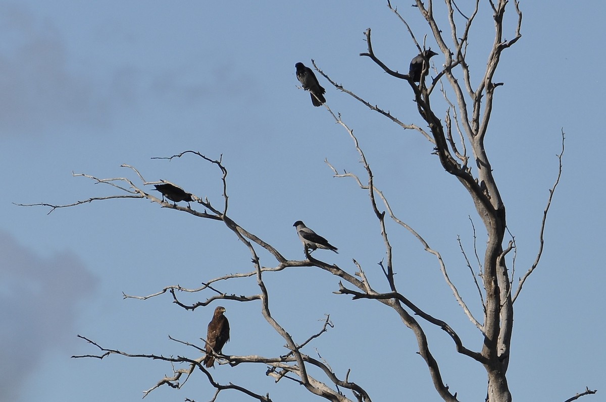 Hooded Crow - ML646117556