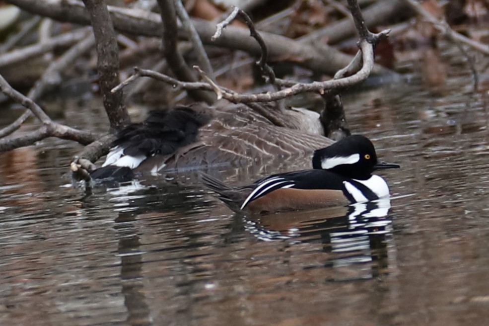 Hooded Merganser - ML646117558