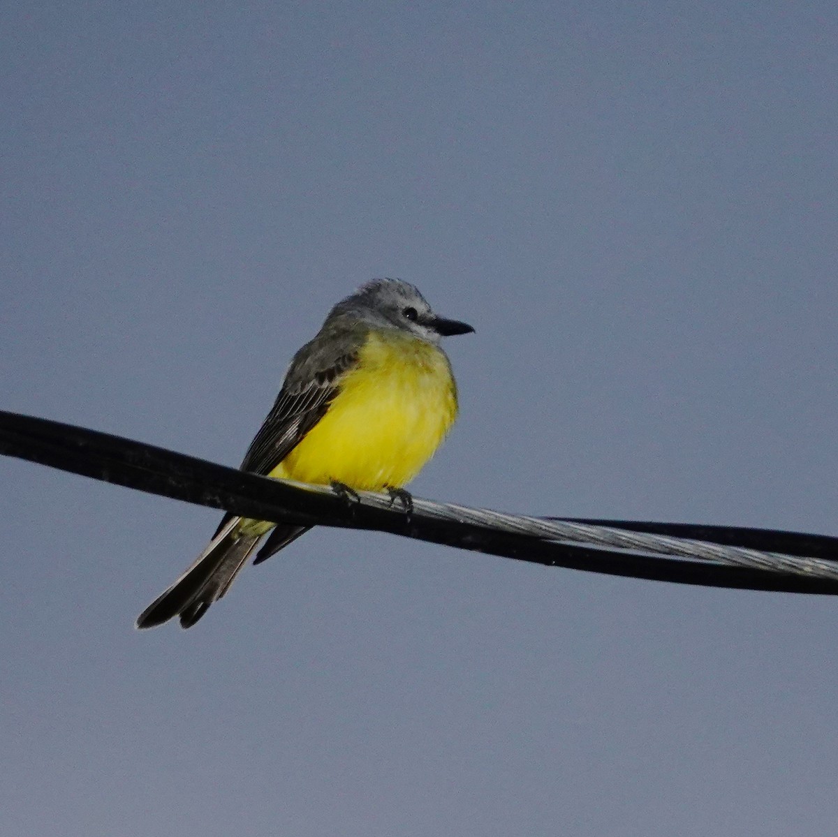 Tropical Kingbird - ML646117560