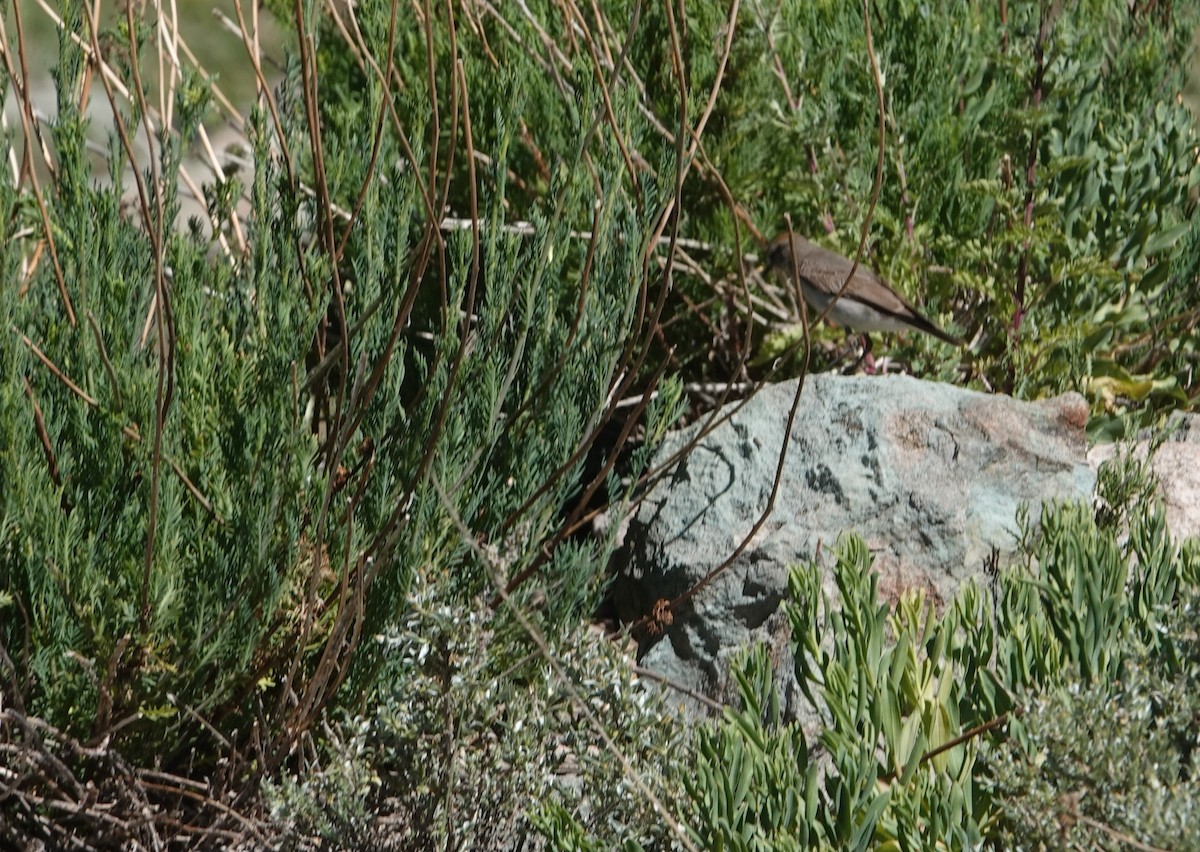 White-browed Ground-Tyrant - ML646117561