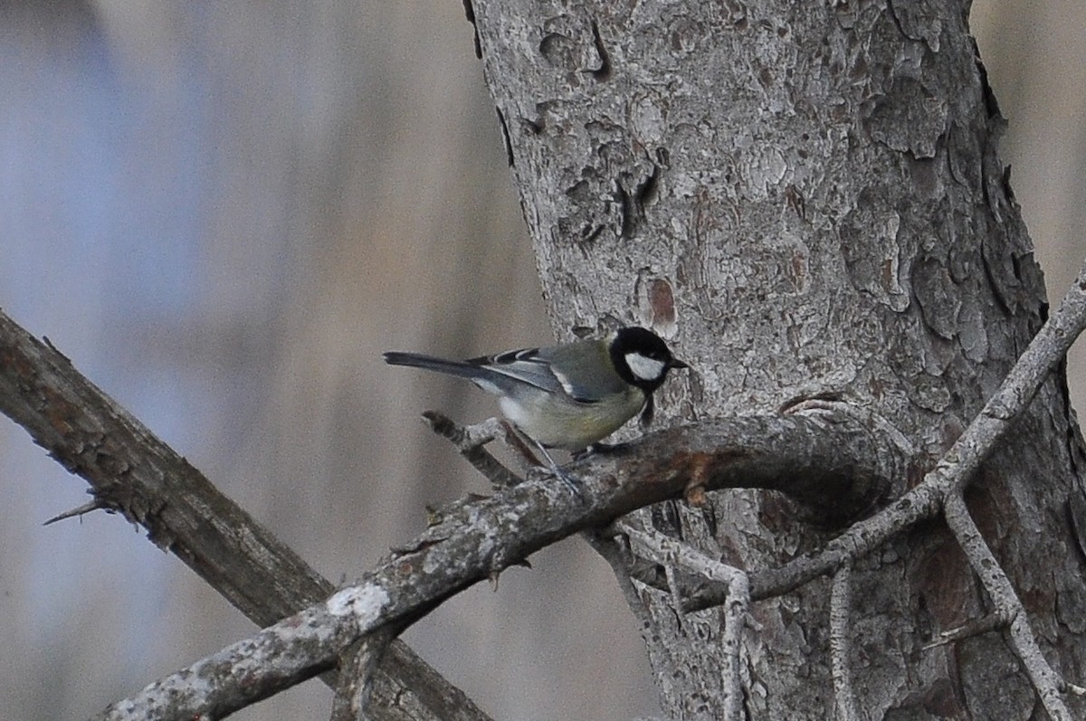 Great Tit - ML646117562