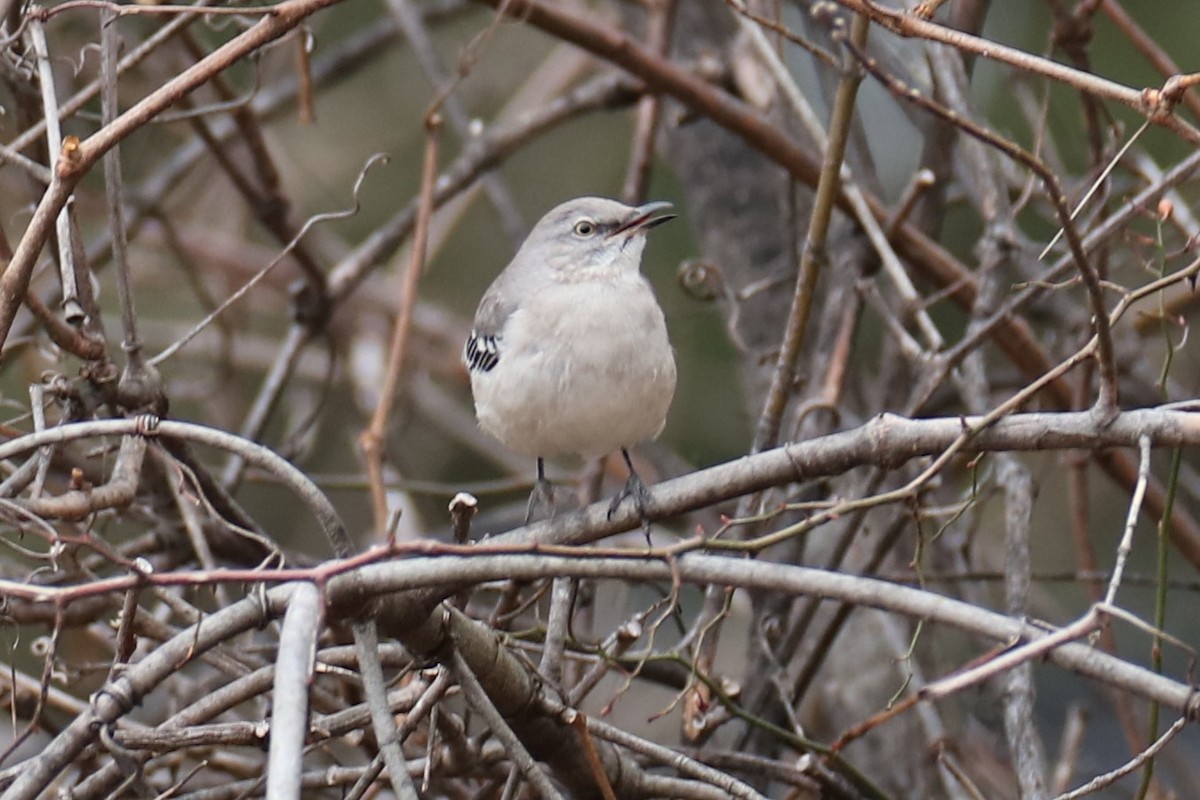 Northern Mockingbird - ML646117570