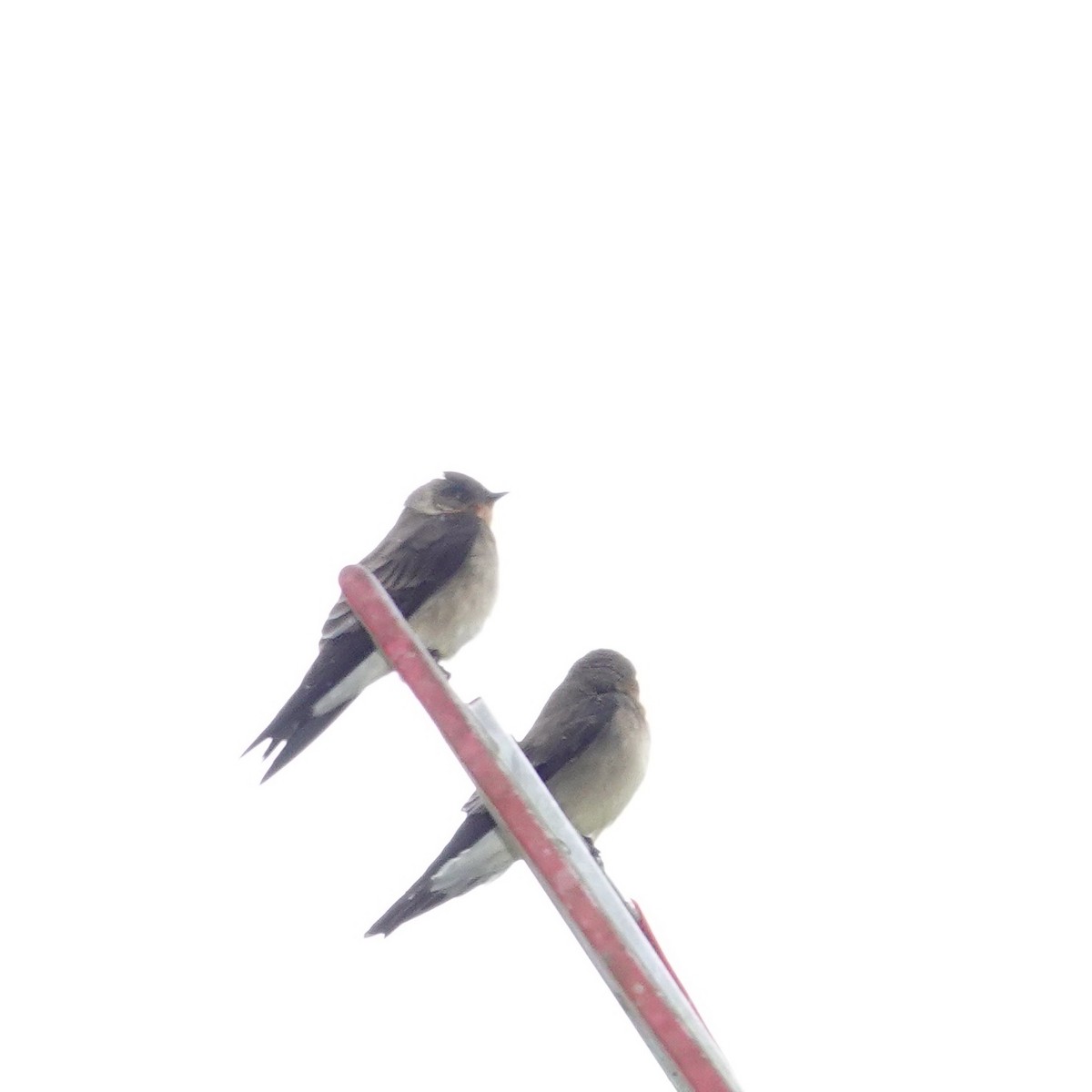 Southern Rough-winged Swallow - ML646117573